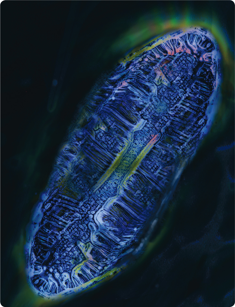 polymer image